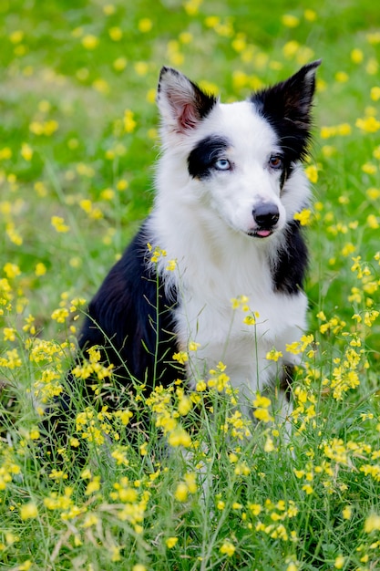 Cão preto e branco bonito de border collie