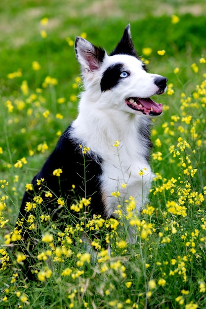 Cão preto e branco bonito de border collie