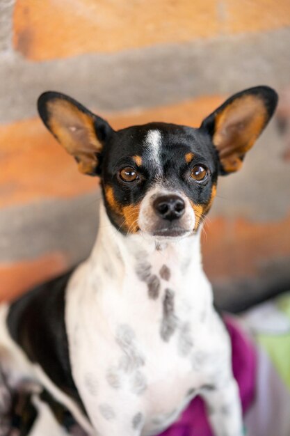 Foto cão preto e branco