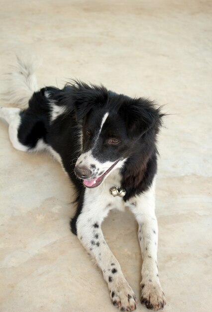 Foto cão preto e branco.