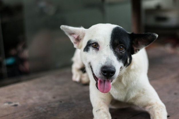 Cão preto e branco