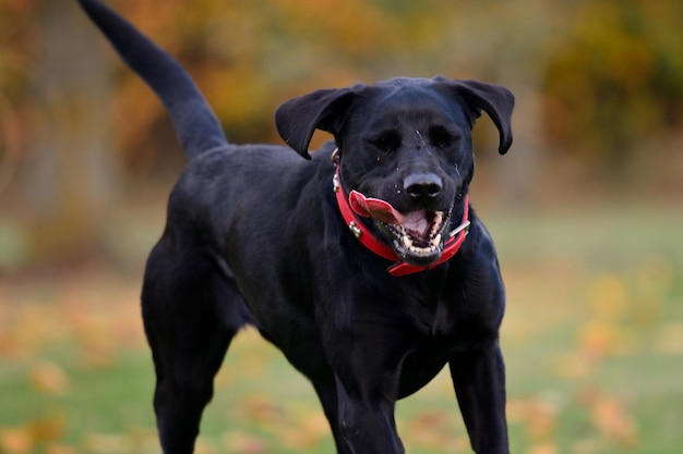 Cão preto estendendo a língua enquanto corre no campo