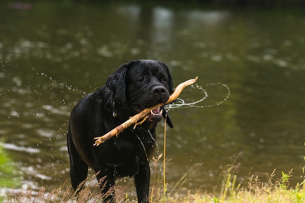 Cão preto grande labrador