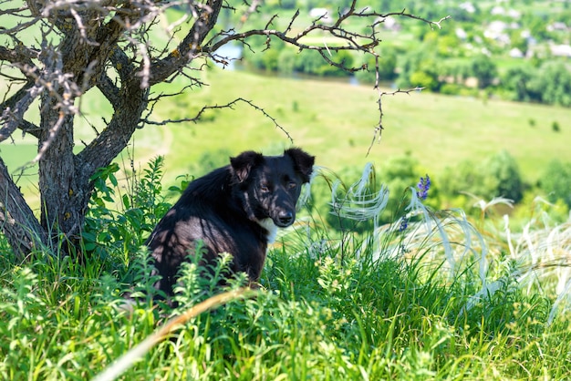 Cão preto no campo verde com árvores e grama. paisagem rural