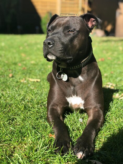 Foto cão preto no campo