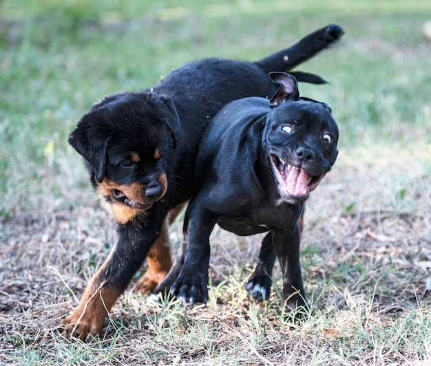 Cão preto no campo