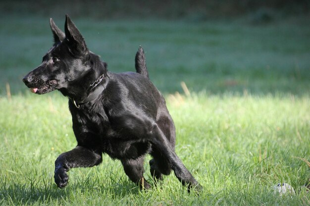 Cão preto no campo