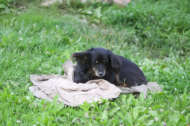 Cão preto no tapete velho na grama verde no quintal do país.