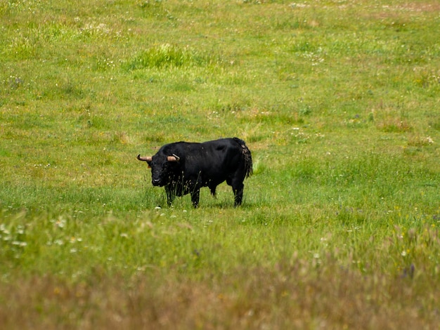 Foto cão preto num campo