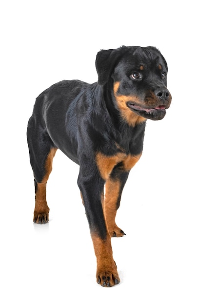 Cão preto olhando para longe contra um fundo branco