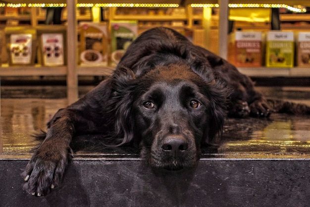 Cão preto olhando para longe enquanto está deitado na mesa