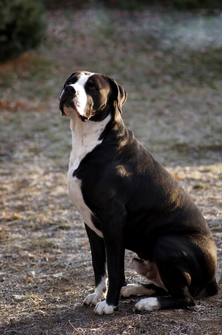 Foto cão preto olhando para longe enquanto está sentado em terra