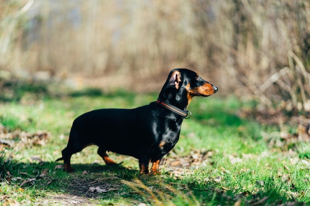 Foto cão preto olhando para o campo