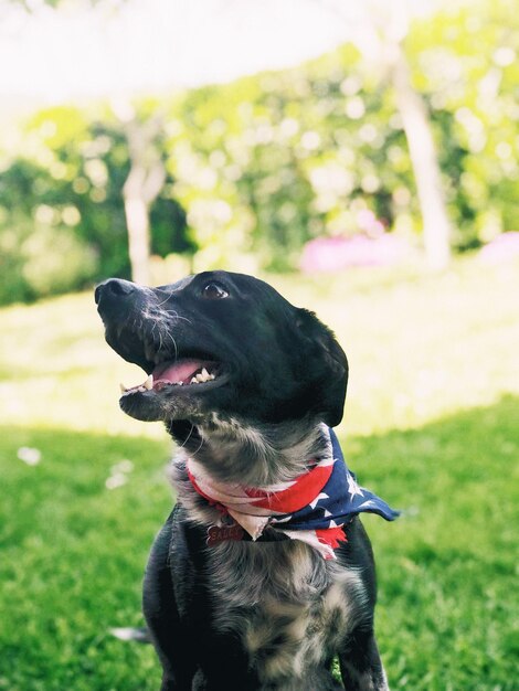 Cão preto olhando para outro lado