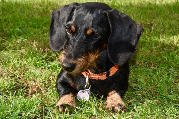 Foto cão preto sentado no campo