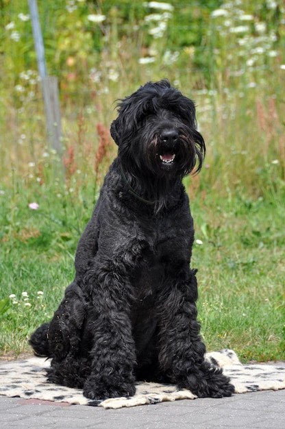 Cão preto Terrier russo fechar no jardim