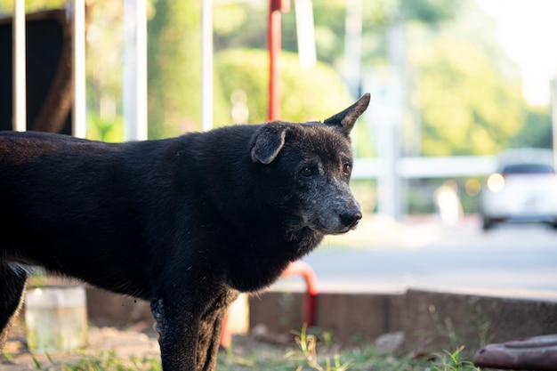 Cão preto vadio.