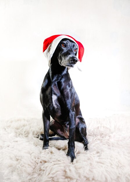 Foto cão preto vestindo um belo chapéu de natal