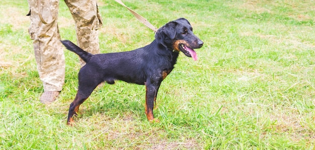 Cão preto yagdterrier na coleira perto de seu dono