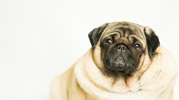 Cão pug bonito em fundo branco adorável cão pug doméstico sentado em fundo branco no estúdio e