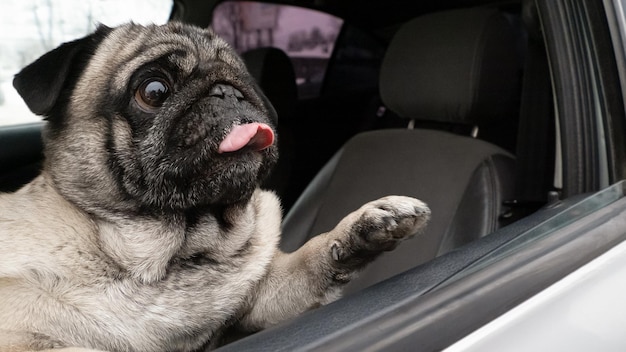 Foto cão pug cão de raça pura sorridente no carro animais de estimação