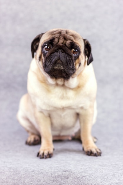 Foto cão pug com grandes olhos tristes senta-se