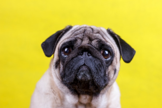 Cão Pug com grandes olhos tristes senta-se