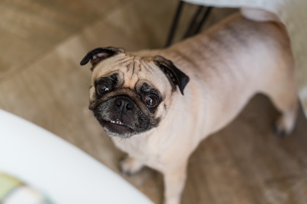 Cão pug em pé debaixo da mesa esperando por comida na cozinha