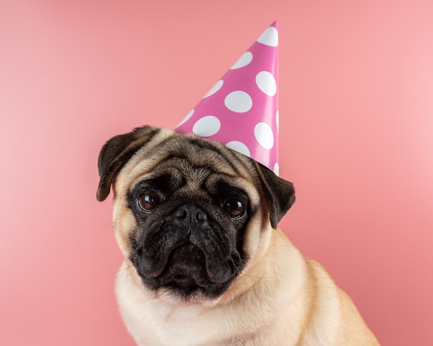 Cão Pug engraçado com chapéu de feliz aniversário no fundo rosa.