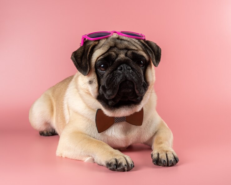 Foto cão pug engraçado com óculos cor de rosa em fundo rosa.