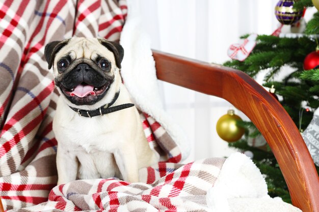 Cão pug engraçado, fofo e brincalhão na cadeira de balanço perto da árvore de Natal sobre fundo claro