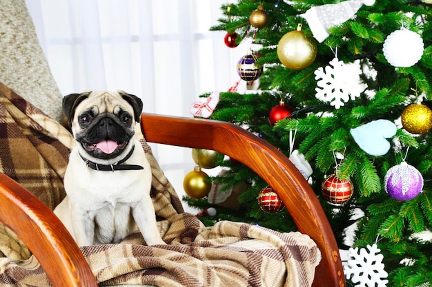 Cão pug engraçado, fofo e brincalhão na cadeira de balanço perto da árvore de Natal sobre fundo claro