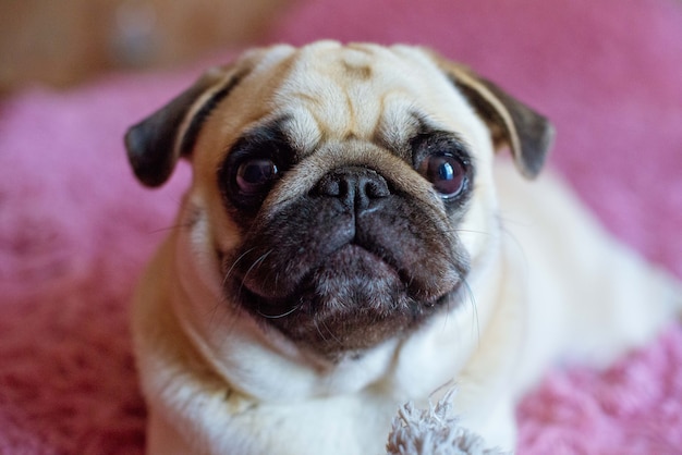 Cão pug engraçado na superfície rosa.