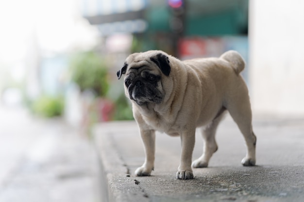 Cão pug engraçado