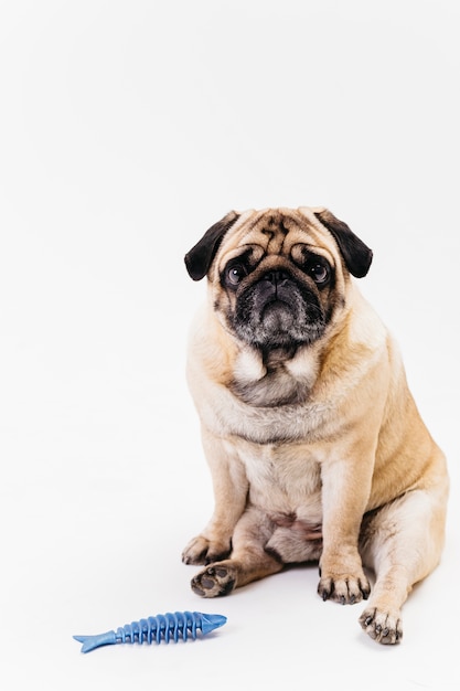 Foto cão pug gordinho triste e espinha de peixe azul dent-a-mastigar