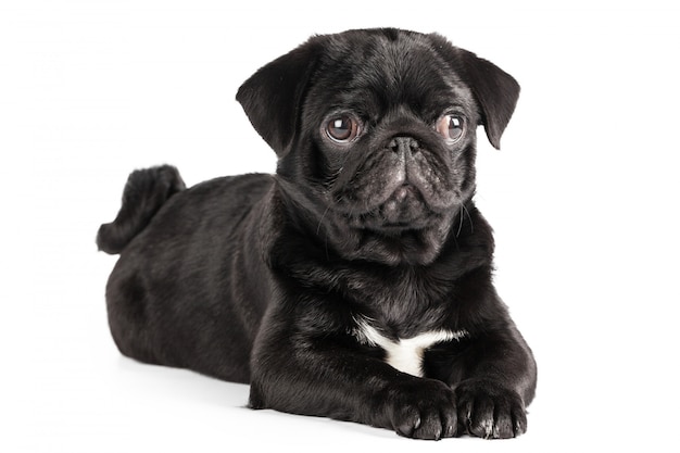 Cão pug isolado em um fundo branco