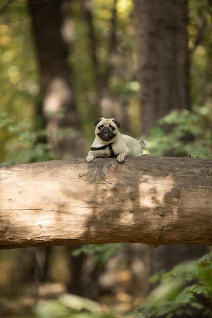 Cão pug na árvore