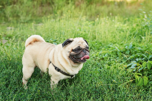 Cão pug na grama no verão