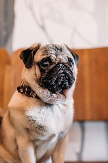 Foto cão pug, sentado em uma cadeira