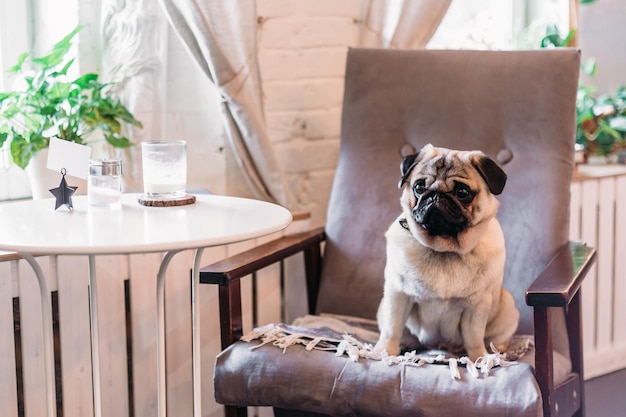 Foto cão pug, sentado em uma cadeira