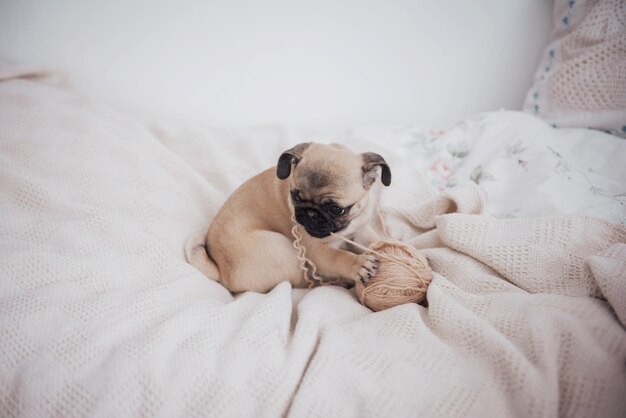 Foto cão pug sonolento com chiclete no olho dormindo