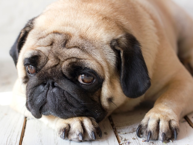 Cão pug triste com grandes olhos deitado no chão de madeira