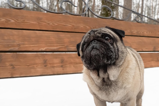 Cão Pug Um cão puro-sangue em um parque público Temas de animais