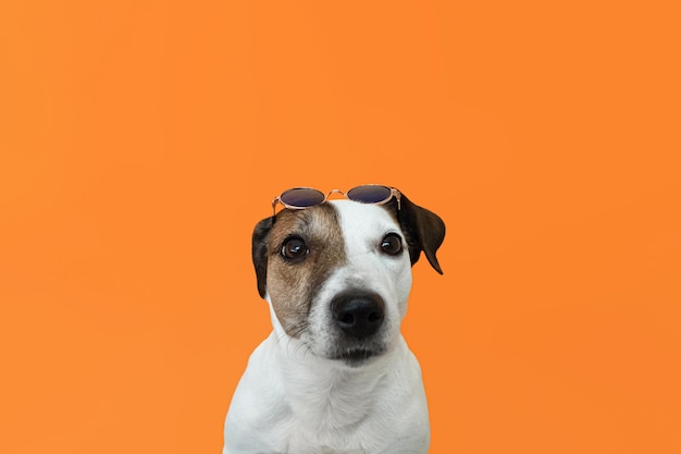 Cão puro-sangue Jack Russell terrier em um fundo laranja Copie o espaço