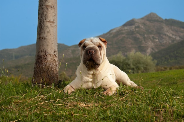 Cão puro-sangue shar pei retrato no campo com fundo de céu azul