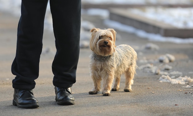 Cão puro-sangue Yorkshire terrier para passear