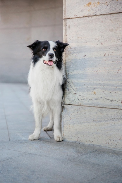 Cão raça Border Collie na cidade