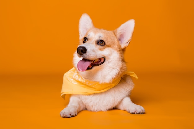 cão raça Corgi em uma bandana amarela na laranja
