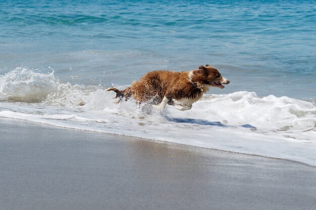 Cão raça de collie corre em alta velocidade na praia.