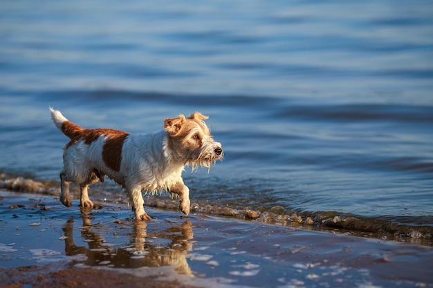 Cão raça Jack Russell Terrier corre ao longo da costa ao pôr do sol Lugar para uma inscrição